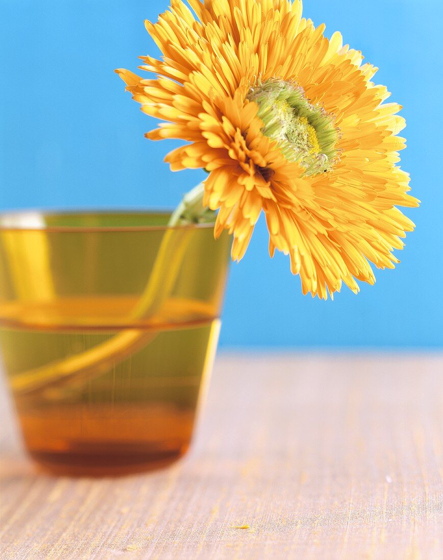 Ringelblume im Wasserglas