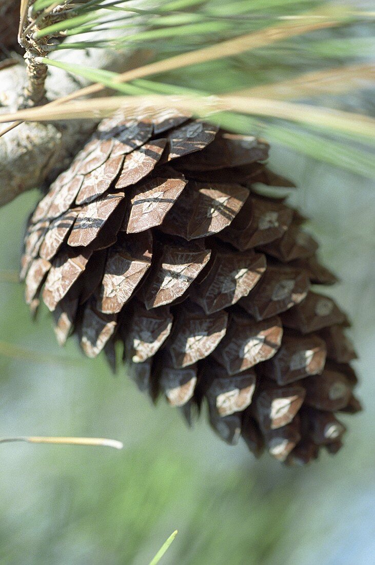 Pine cone