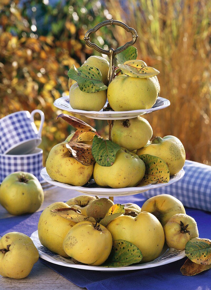 Fresh quinces on tiered stand, checked cups