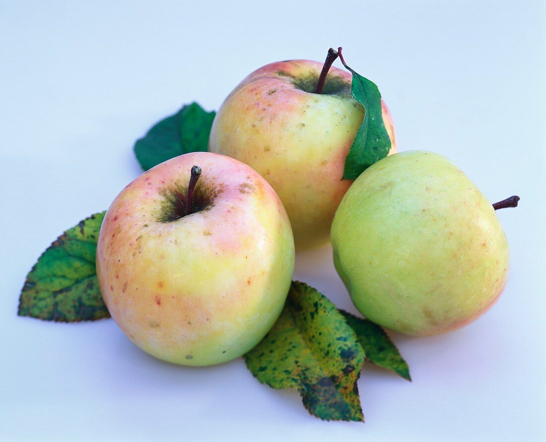 Morgana apples with leaves