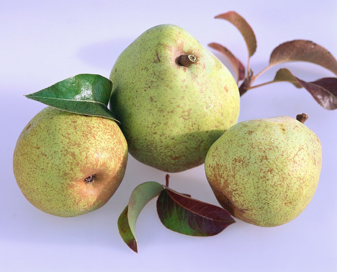 Green pears with leaves