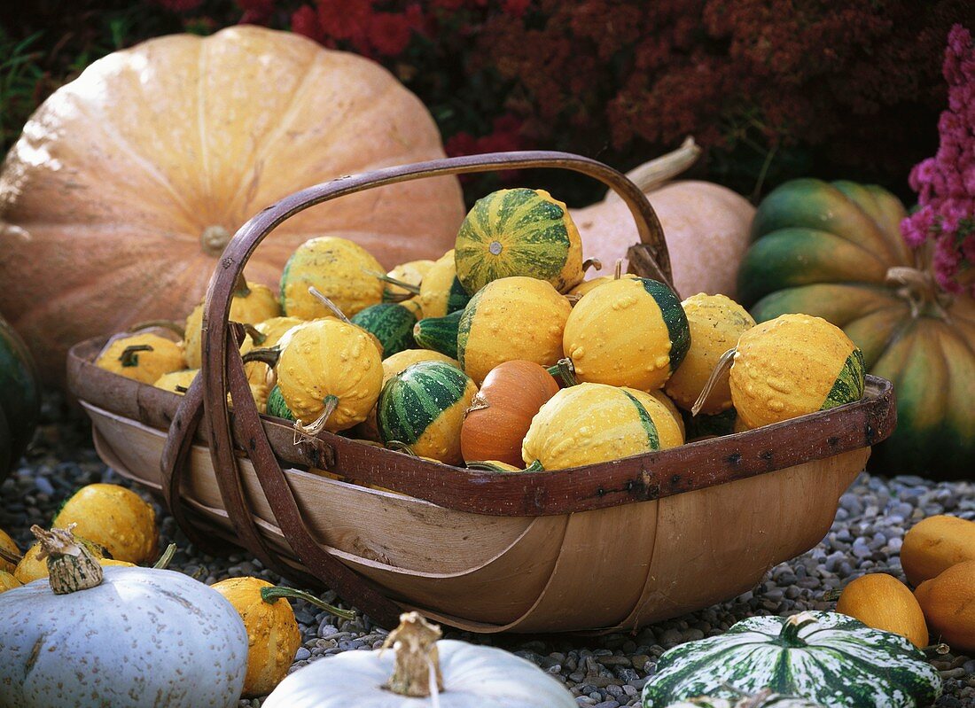 Pumpkins and ornamental gourds in and around a trug