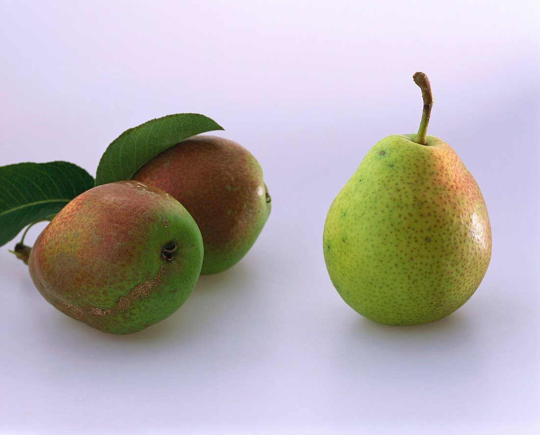 Fresh pears with leaves