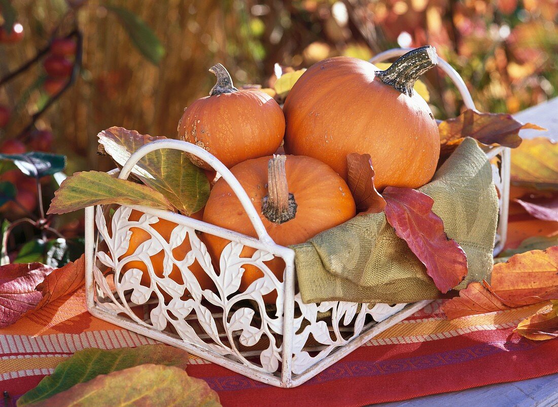 Orange pumpkins in basket with autumn leaves and napkin