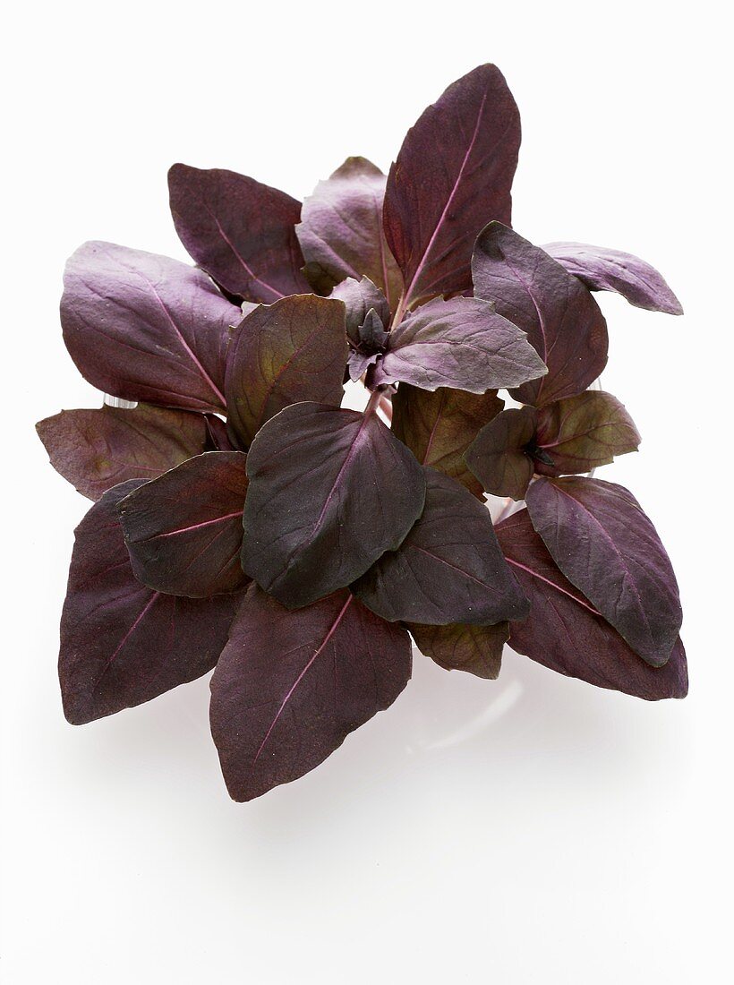 Red basil from above