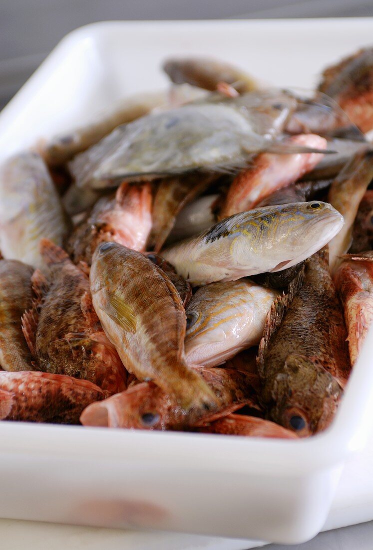 Verschiedene rote Fische im Plastikbehälter