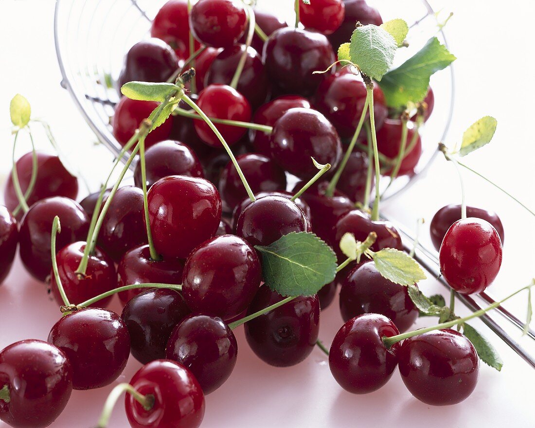 Fresh sour cherries with leaves