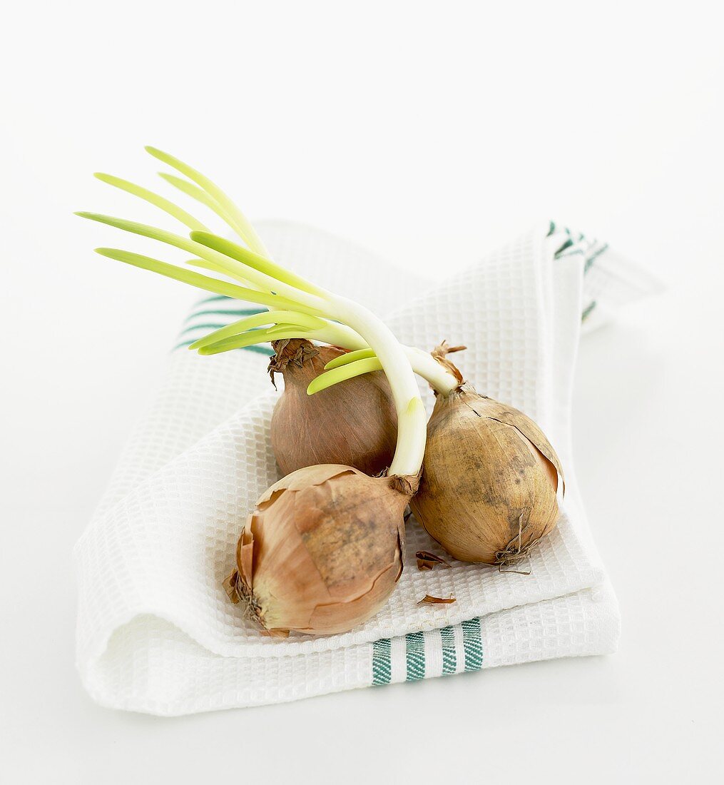 Onions (with shoots) on tea towel