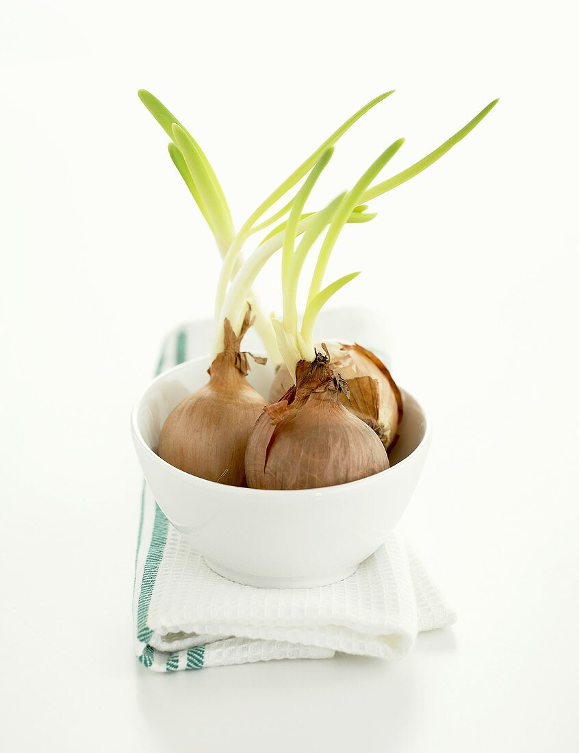 Onions (with shoots) in bowl on tea towel