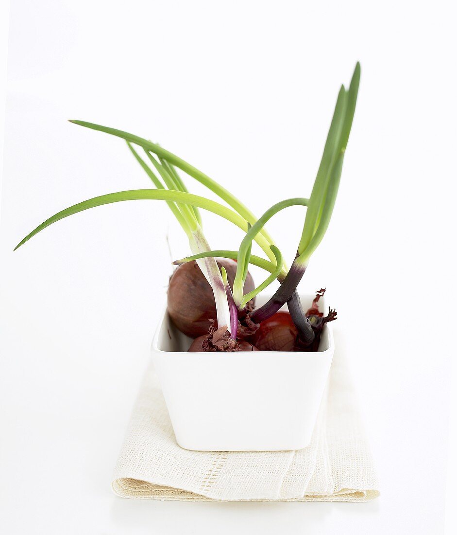 Red onions (with shoots) in bowl on tea towel