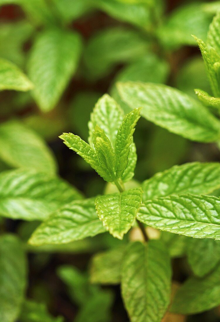 Fresh mint, close-up