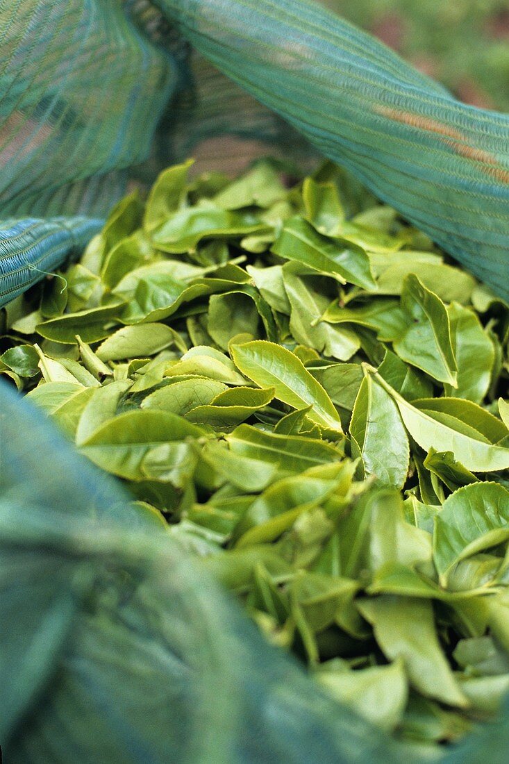 Frische Teeblätter im Sack (Munnar, Indien)
