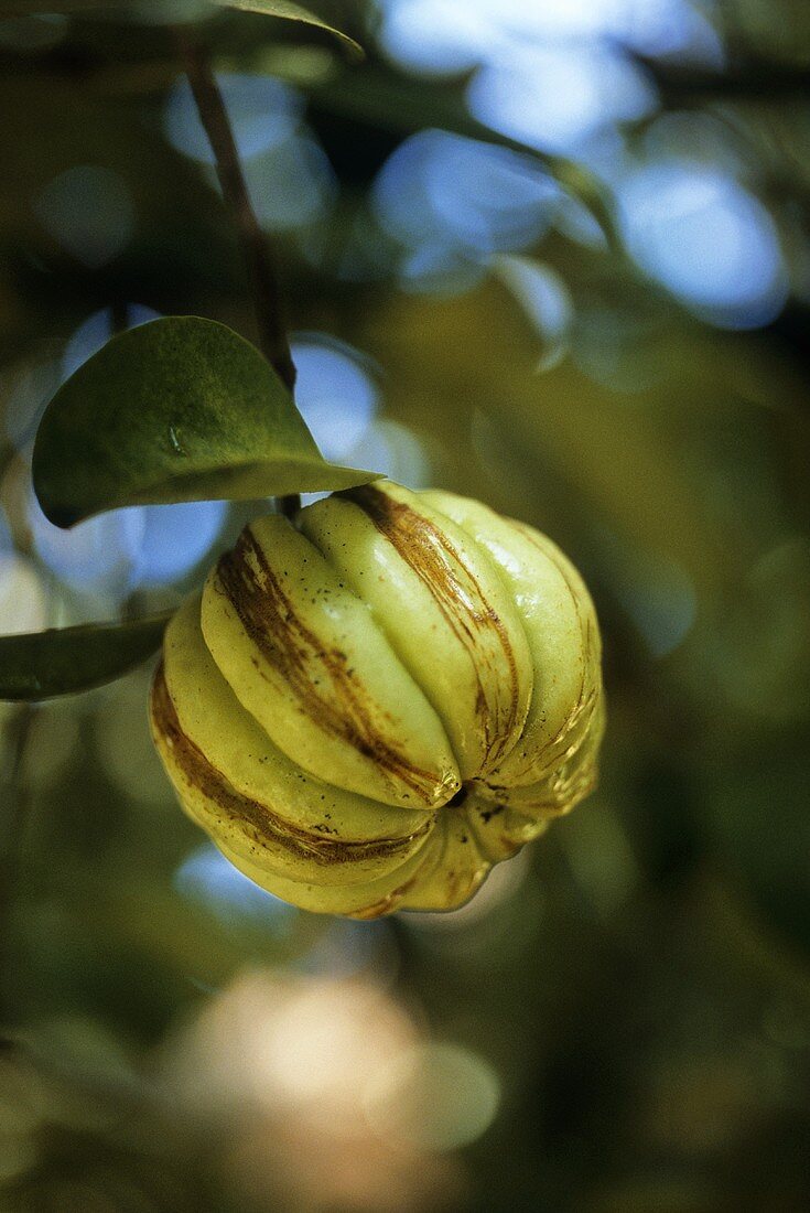 Kokum on the tree