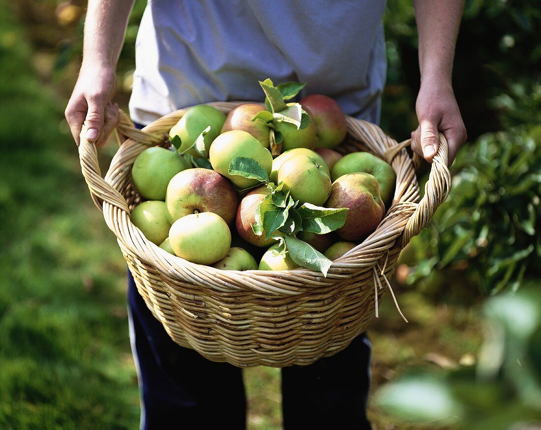 Person holding a basket of freshly-picked apples