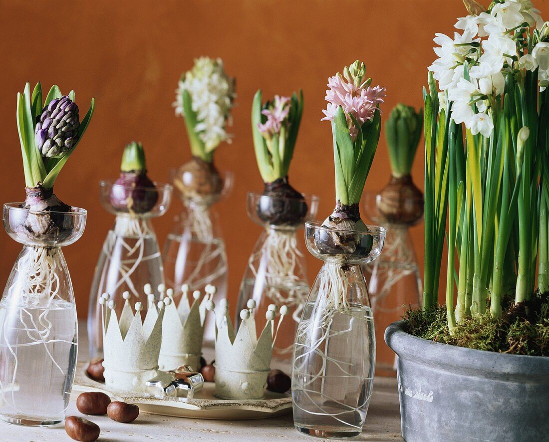Table decoration with hyacinths for Twelfth Night (Epiphany)