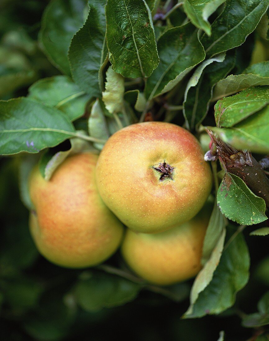 Three apples, Cox's Orange Pippins, on the tree