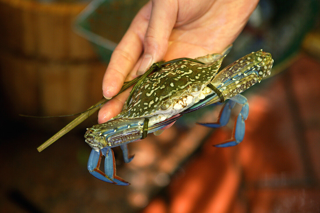 Hand hält lebendige Krabbe (Restaurant in Guangzhou, China)