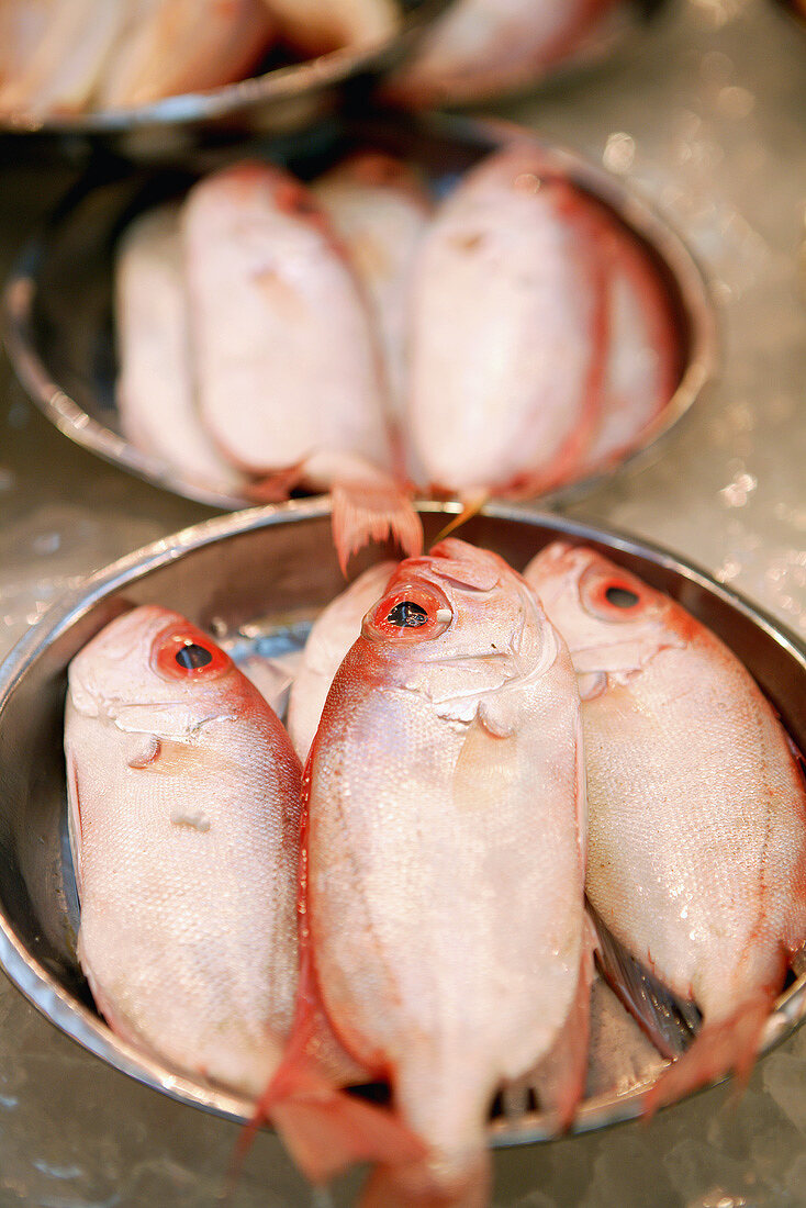 Frische Fische in Schalen (Tai Po Markt, Hongkong, China)