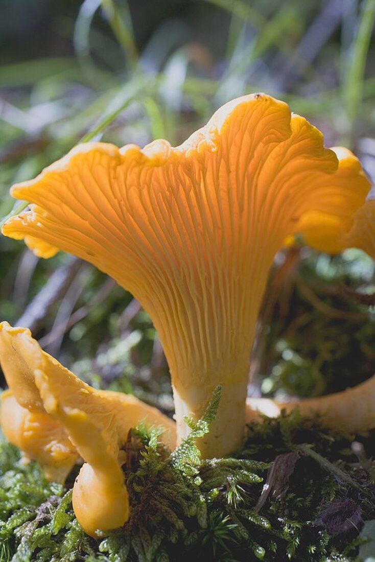 Two chanterelles in a forest