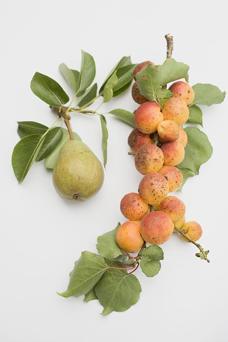 Pear and apricots on branches with leaves