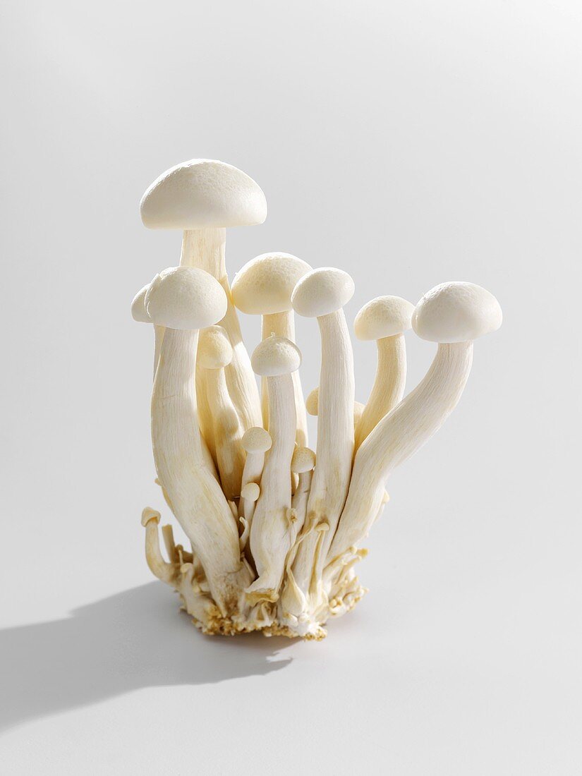 Shimeji mushrooms