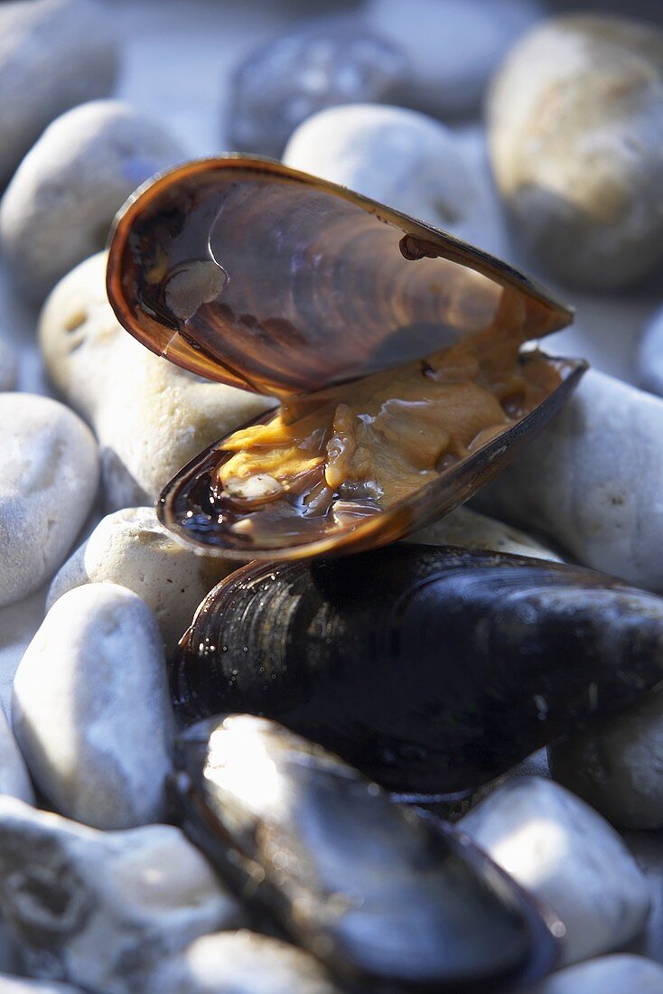 Mussel, opened, on the beach