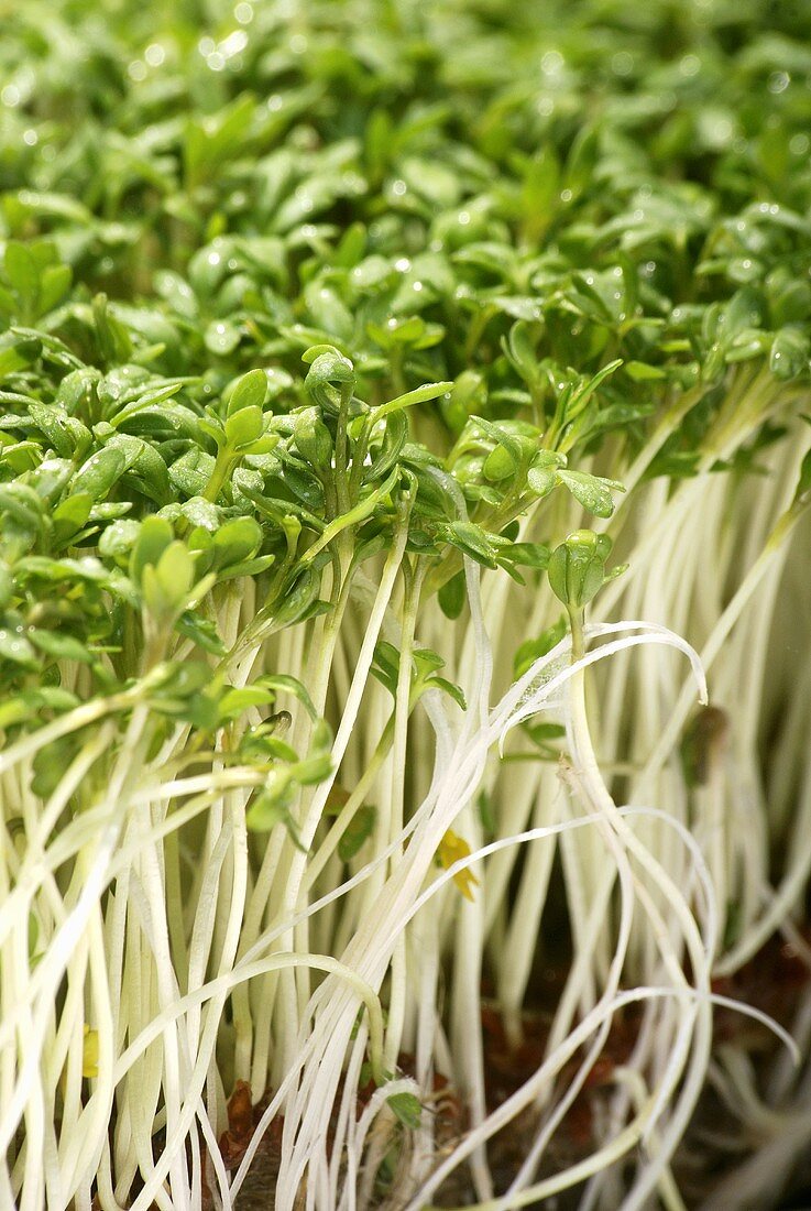 Fresh cress (detail)