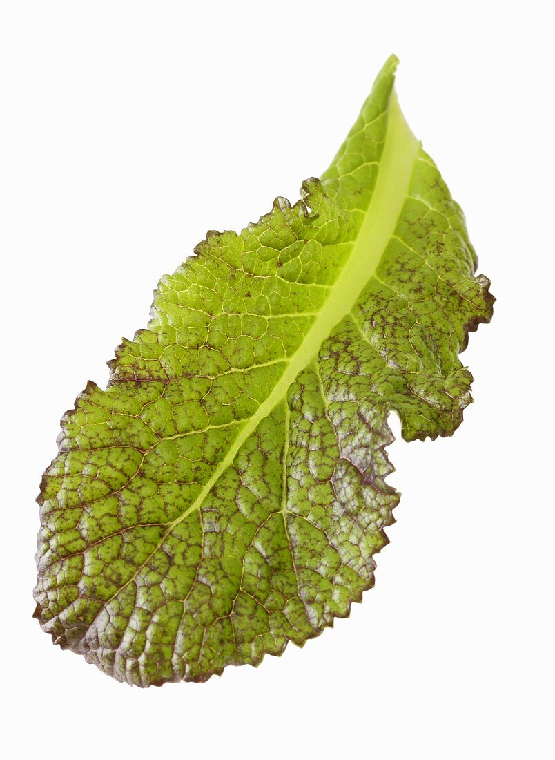 A red mustard leaf