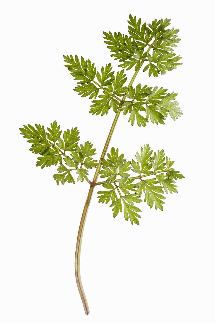 A stalk of cow parsley