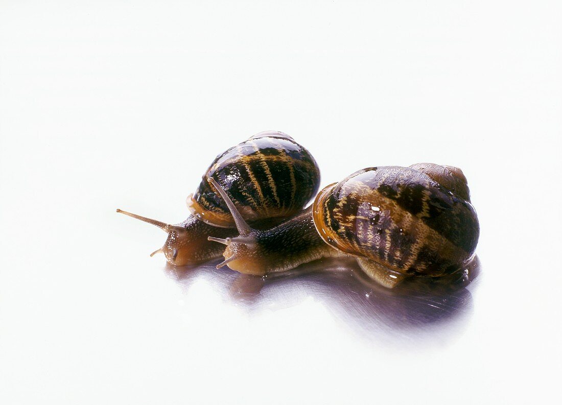 Two live snails