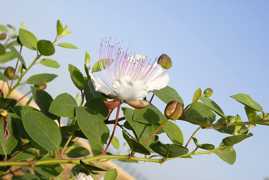 Caper flowers and capers on branch