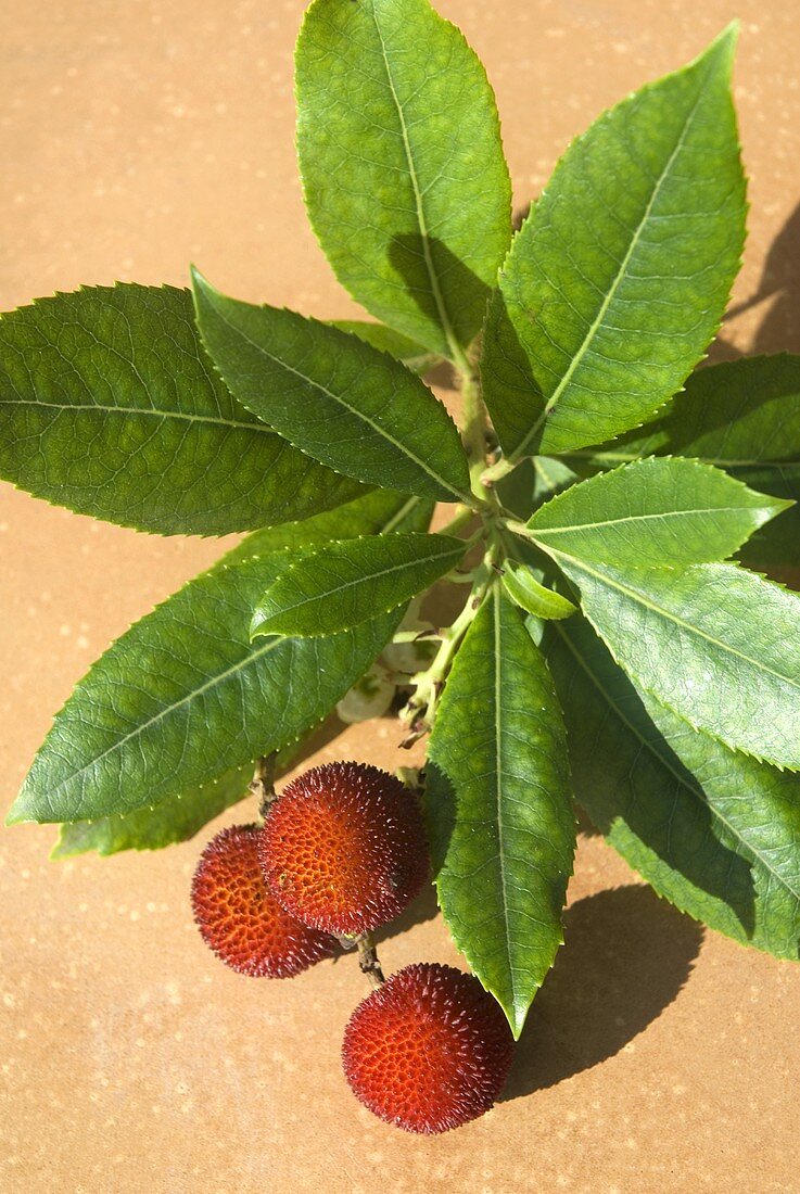 Lychees mit Blättern