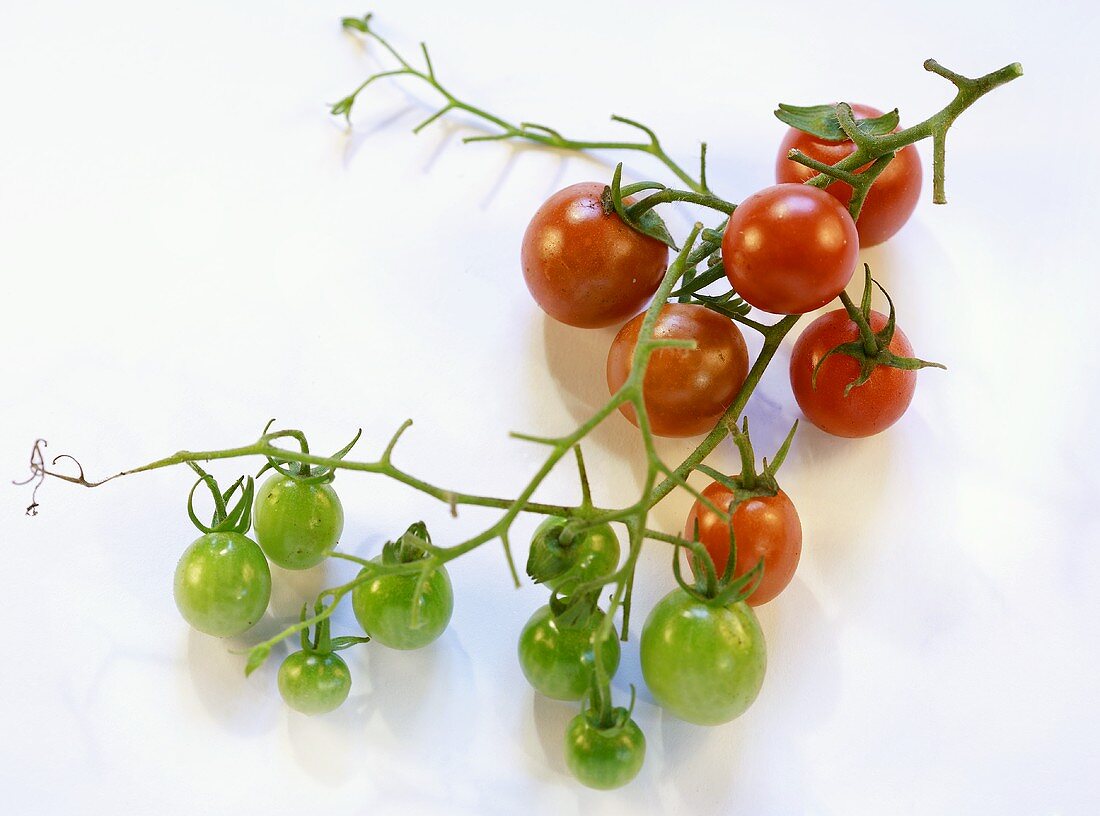 Cherry tomatoes, ripe and unripe