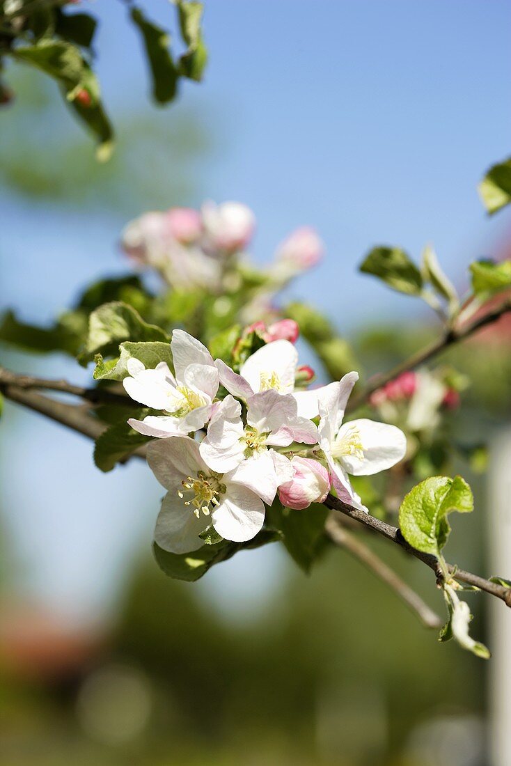 Apfelblüten am Zweig (Sorte Jonathan)
