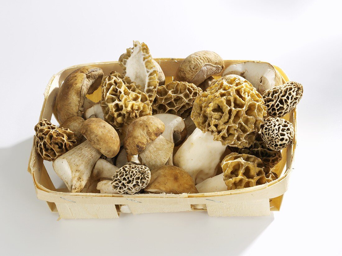 Morels and ceps in a punnet