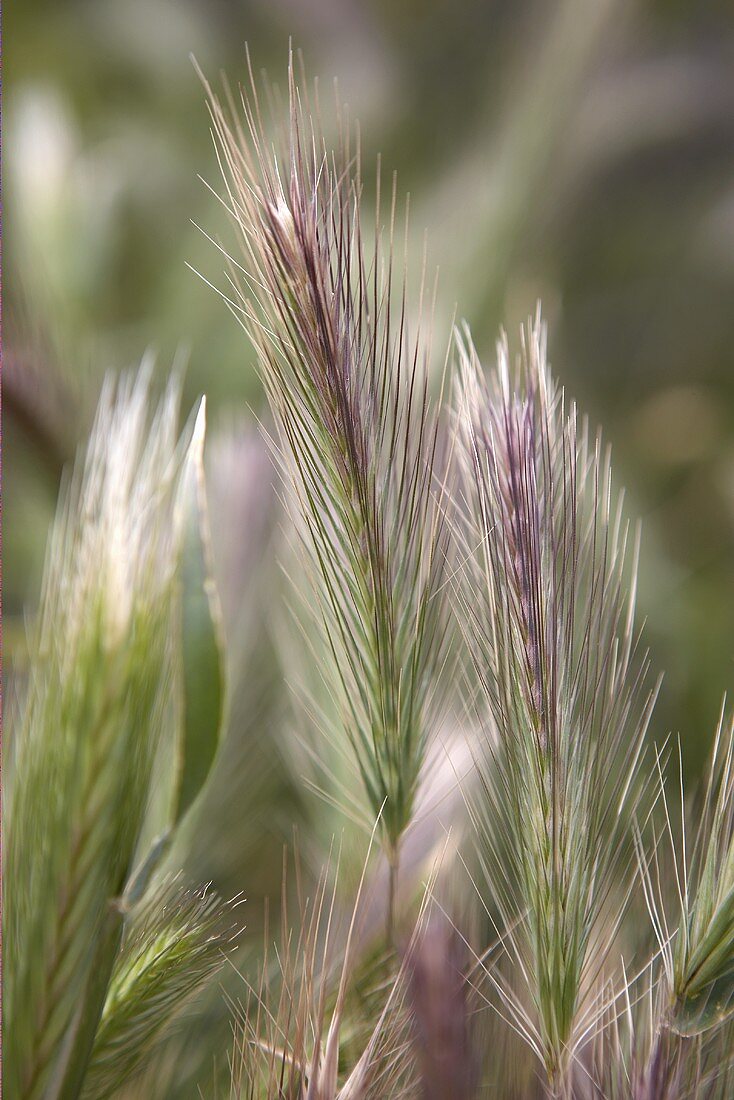 Ears of wheat in the field (detail)