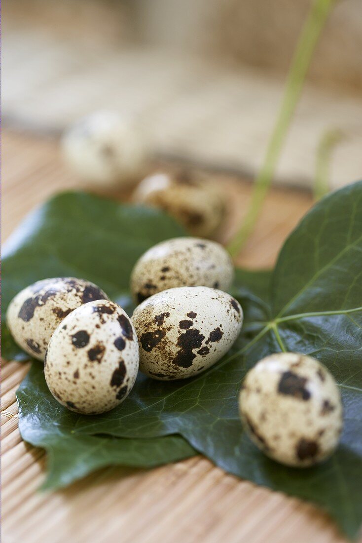 Quails' eggs on leaves