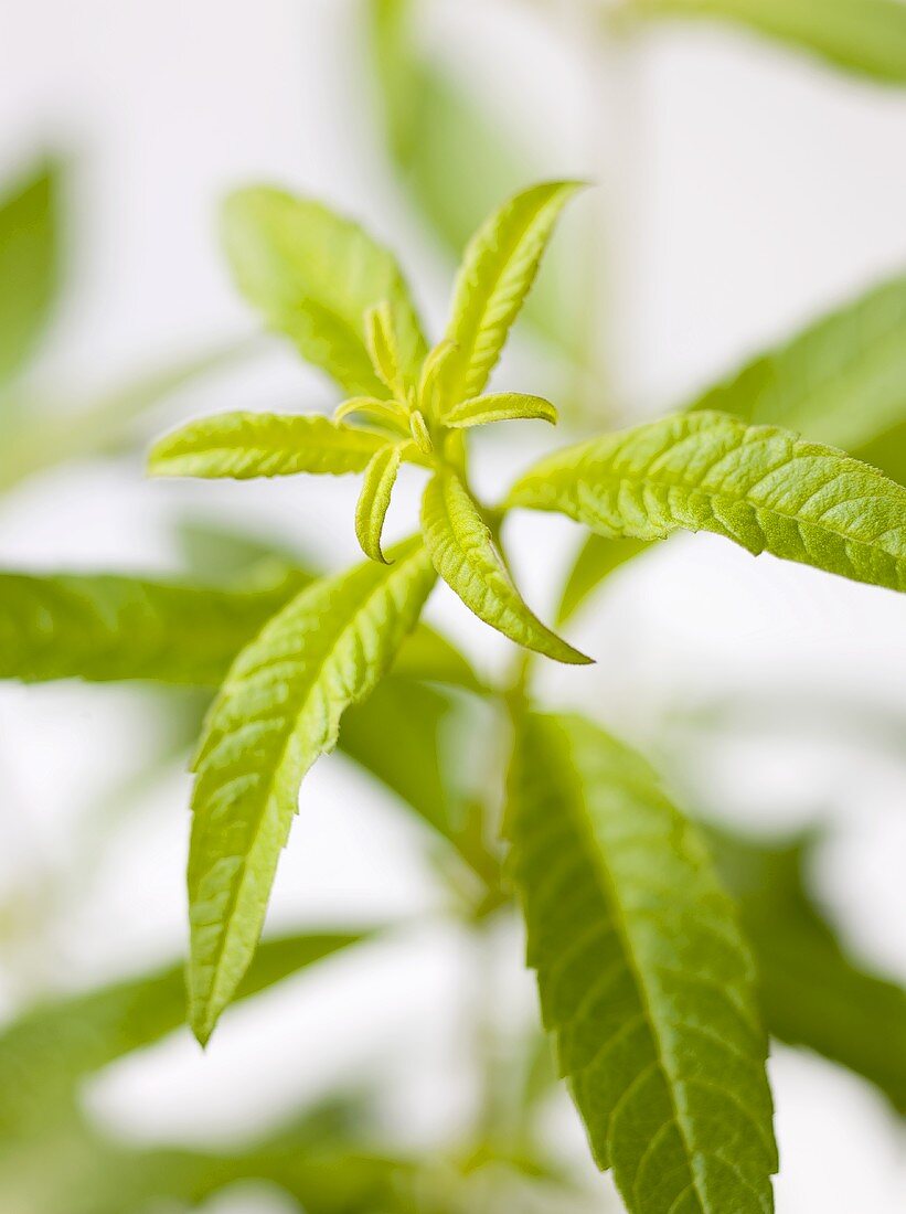 Lemon verbena (close-up)