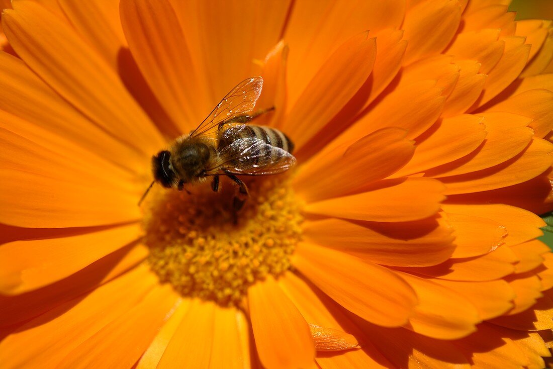 Marigold with bee (close-up)