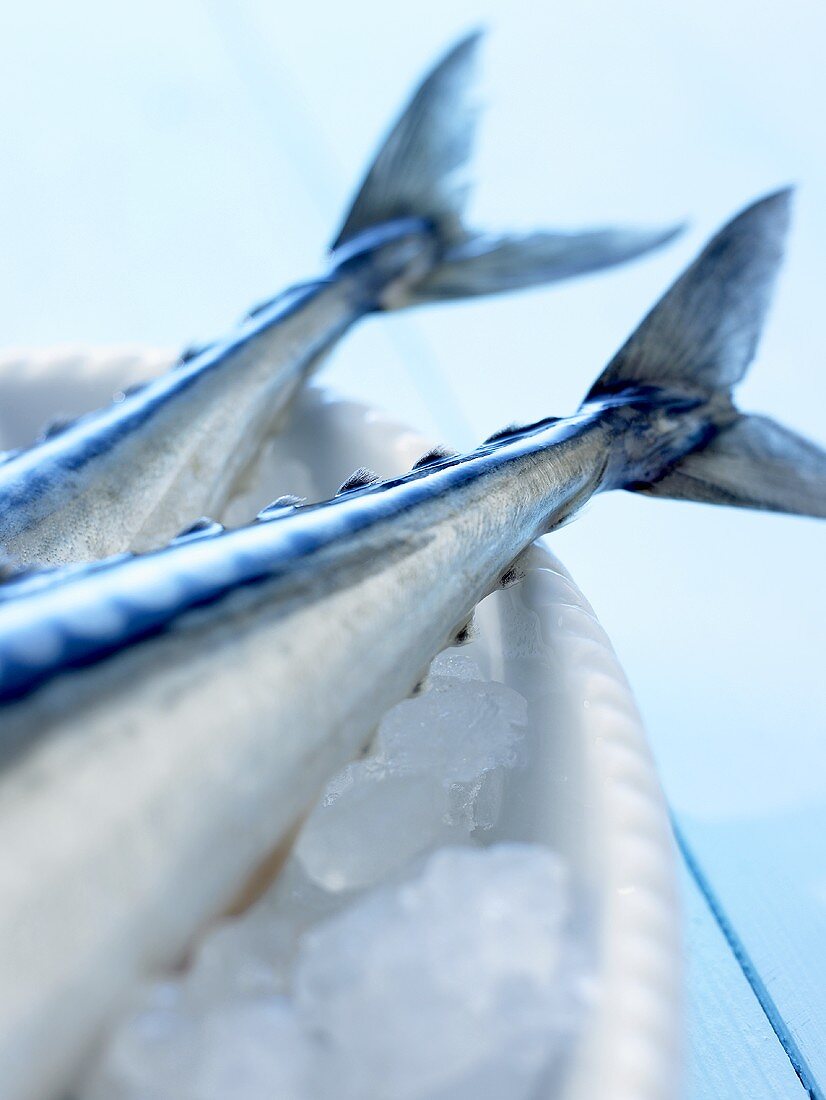 Zwei Fischschwänze von Makrelen auf zerstossenem Eis