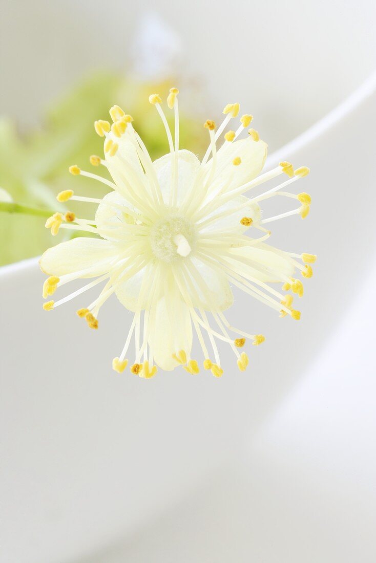 Lime blossom (close-up)