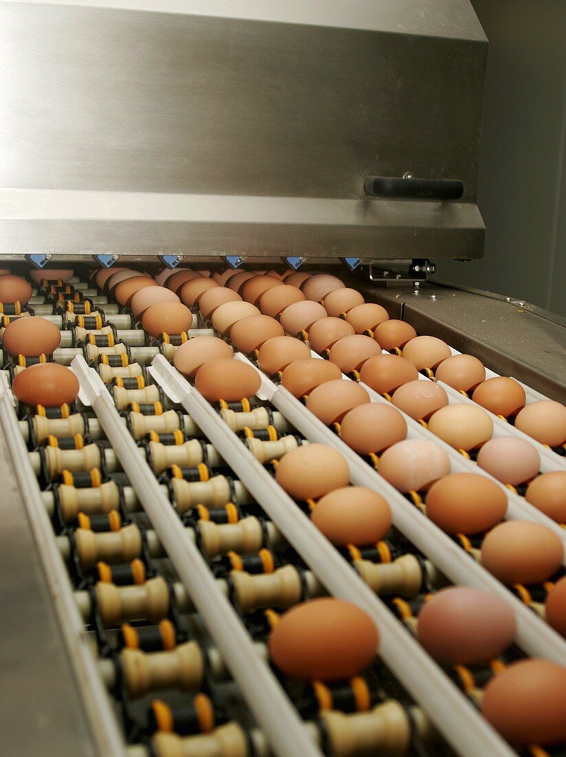Eggs on a conveyor belt