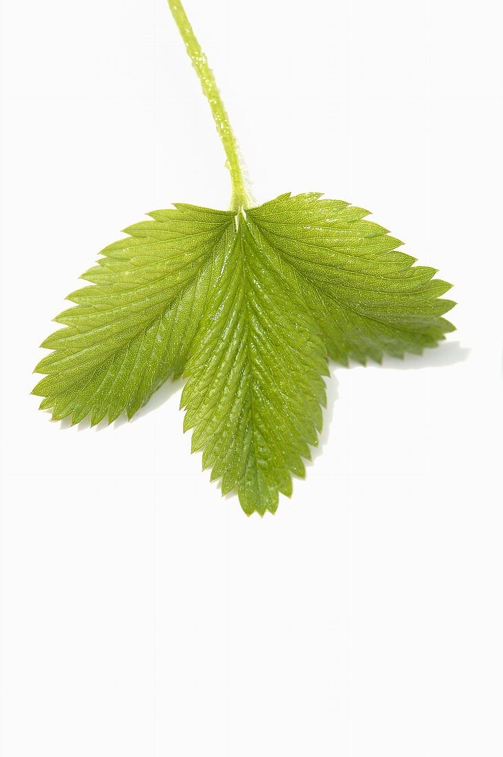 A strawberry leaf