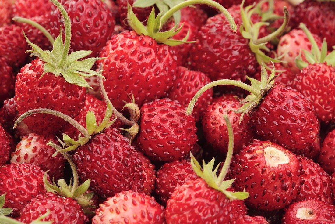 Fresh wild strawberries (full-frame)