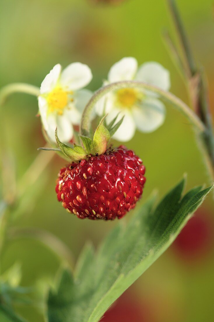 Wild strawberry plant (close-up)