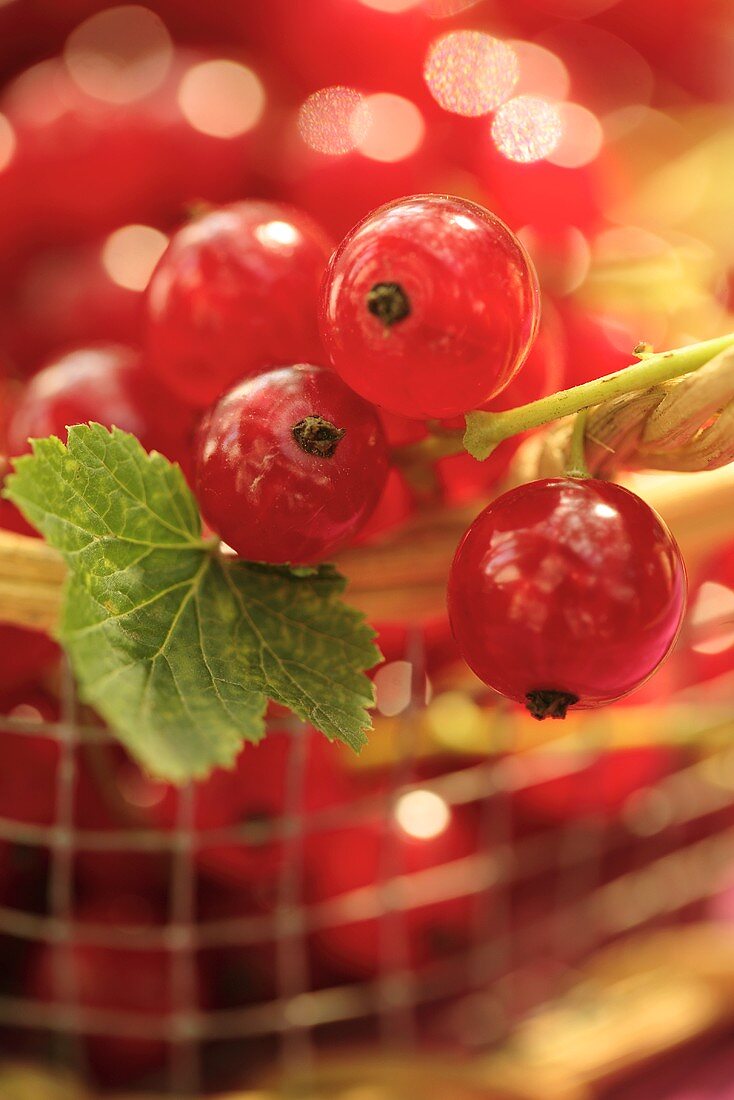 Rote Johannisbeeren im Korb (Close Up)