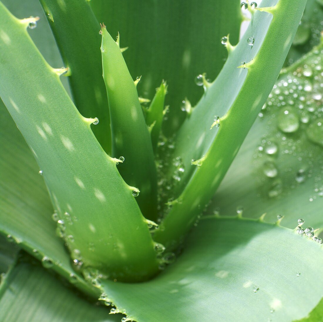 Aloe vera plant with drops of water (detail)
