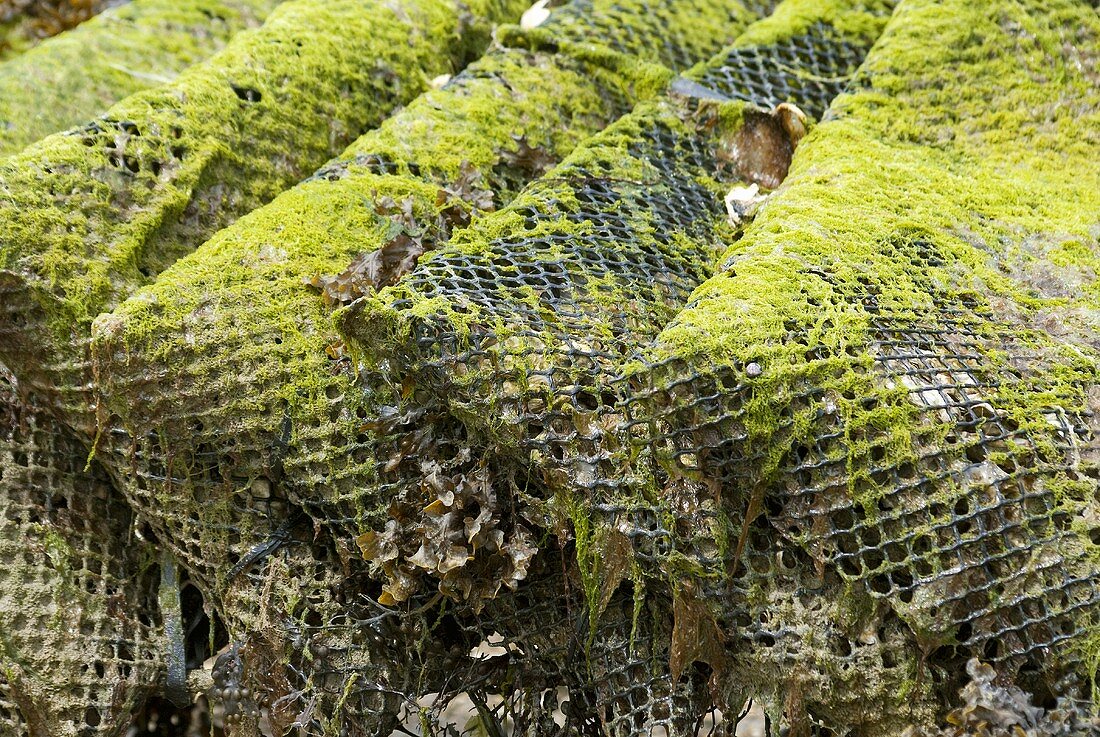 Oyster baskets