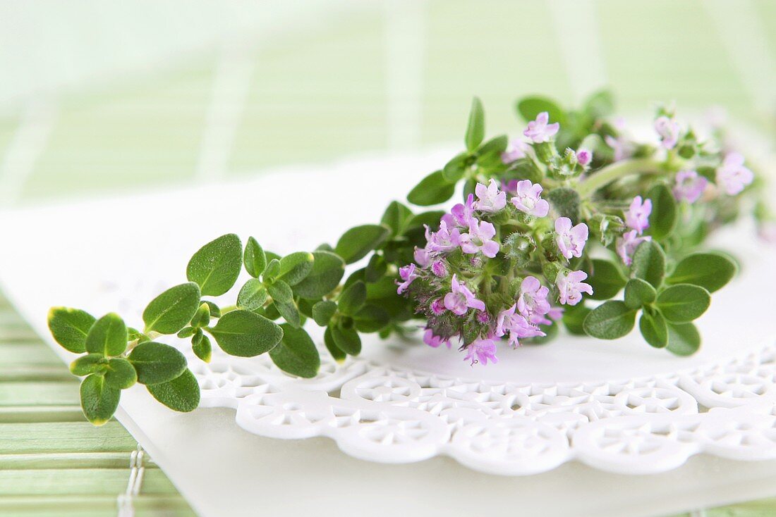 Lemon thyme with flowers