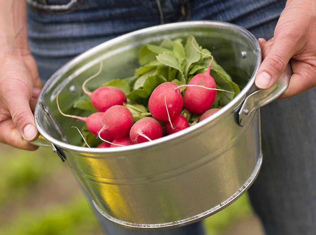 Woman holding bucket of freshly picked radishes
